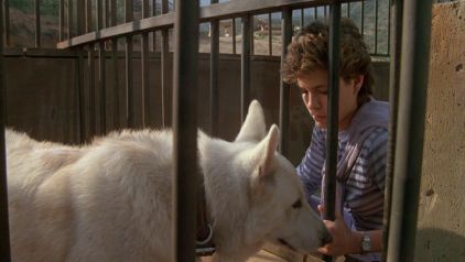 white dog 3.jpg
